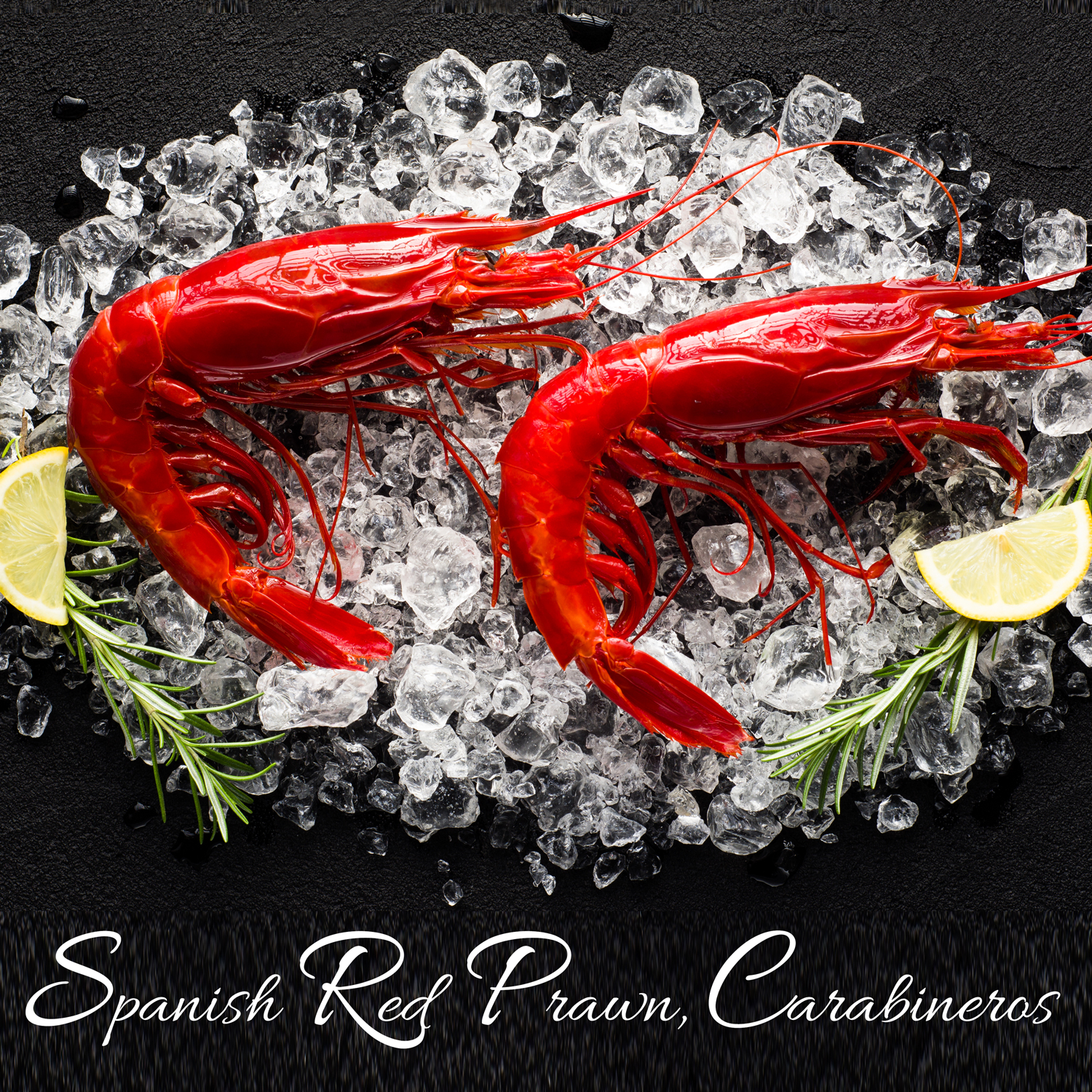 Spanish Red Prawn