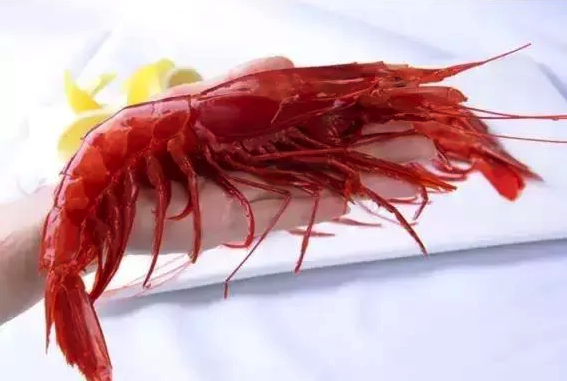 Spanish Red Prawn